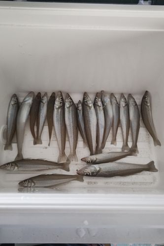 シロギスの釣果