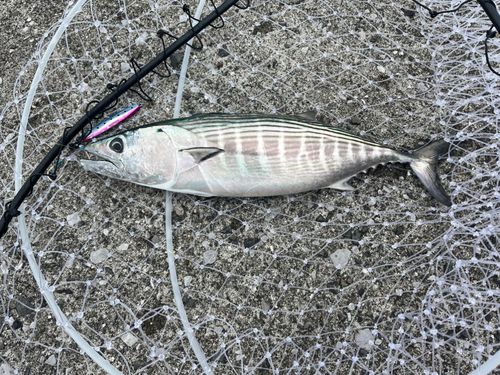ハガツオの釣果