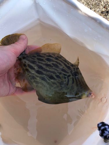 カワハギの釣果