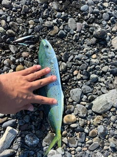 シイラの釣果