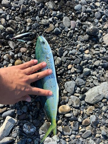 シイラの釣果
