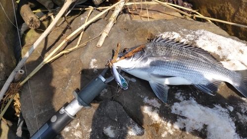 メイタの釣果