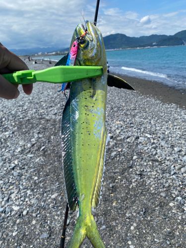 シイラの釣果