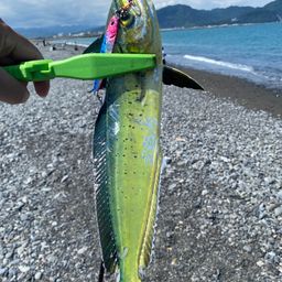 シイラ