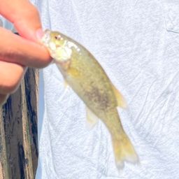 スモールマウスバス