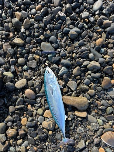シイラの釣果