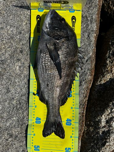 チヌの釣果