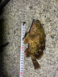 ガシラの釣果