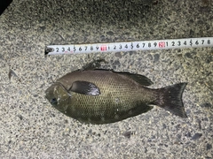 グレの釣果