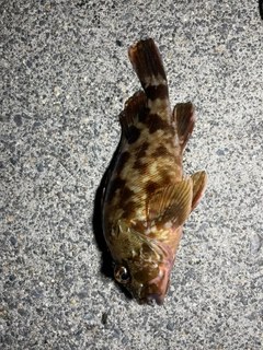 ガシラの釣果