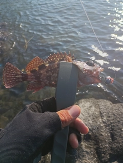 カサゴの釣果