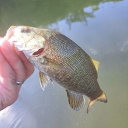 スモールマウスバス