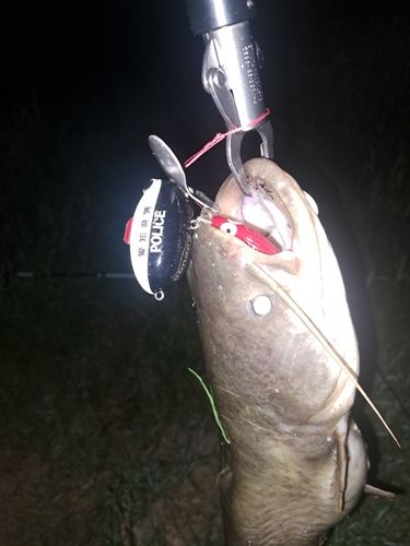 マナマズの釣果