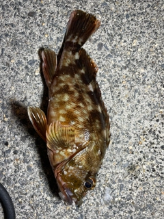 ガシラの釣果
