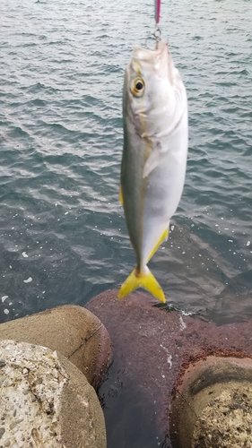 ワカシの釣果