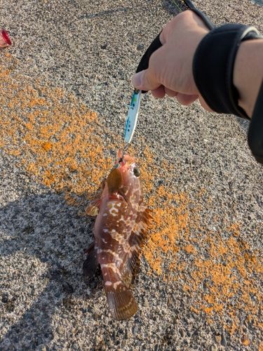 キジハタの釣果