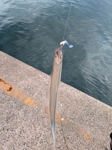 タチウオの釣果