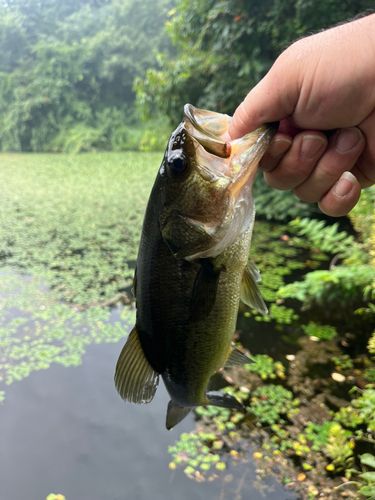 ラージマウスバスの釣果