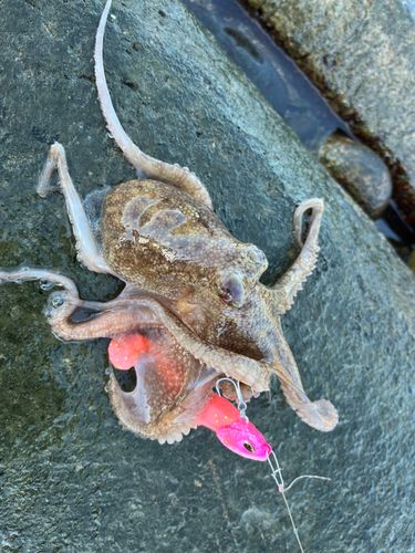 タコの釣果