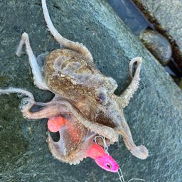 タコ