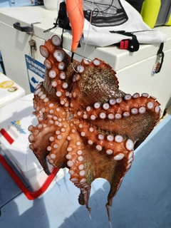 タコの釣果