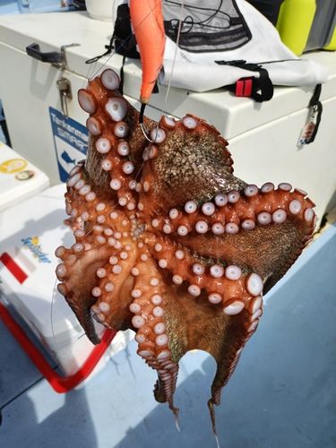 タコの釣果
