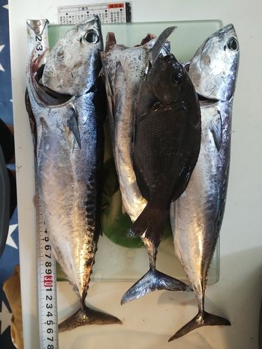 ソウダガツオの釣果