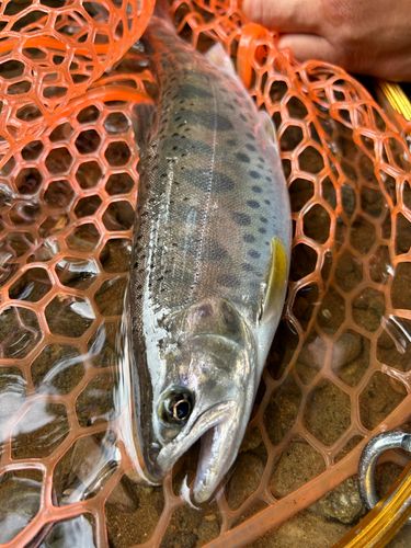 ヤマメの釣果