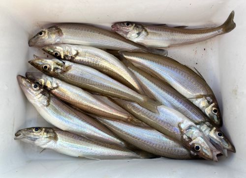 シロギスの釣果