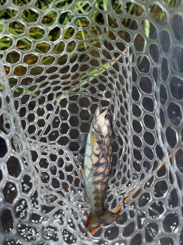 アマゴの釣果