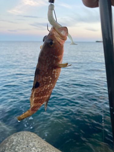 キジハタの釣果