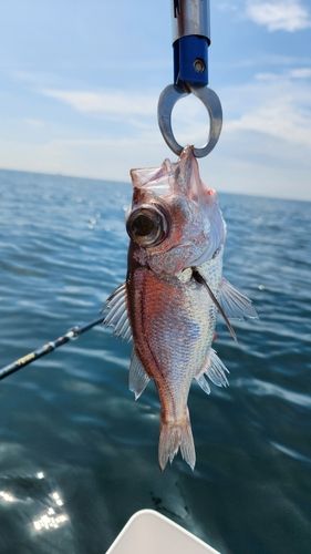 シロムツの釣果
