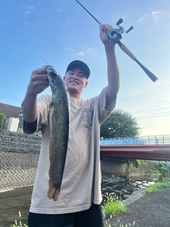 ニホンナマズの釣果