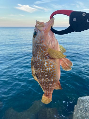 キジハタの釣果