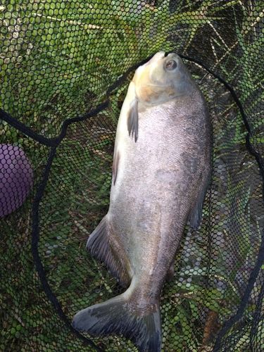 コロソマの釣果