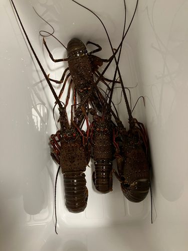 イセエビの釣果