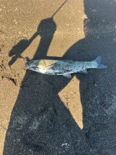 ウグイの釣果