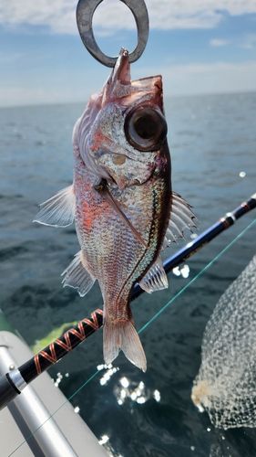シロムツの釣果