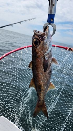 クロムツの釣果