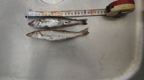 シロギスの釣果