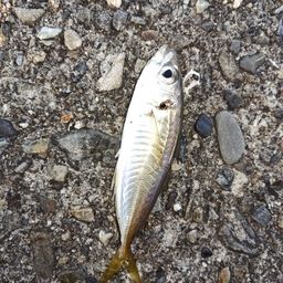アジ