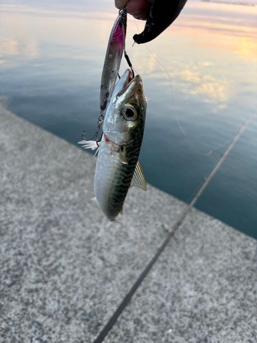 マサバの釣果