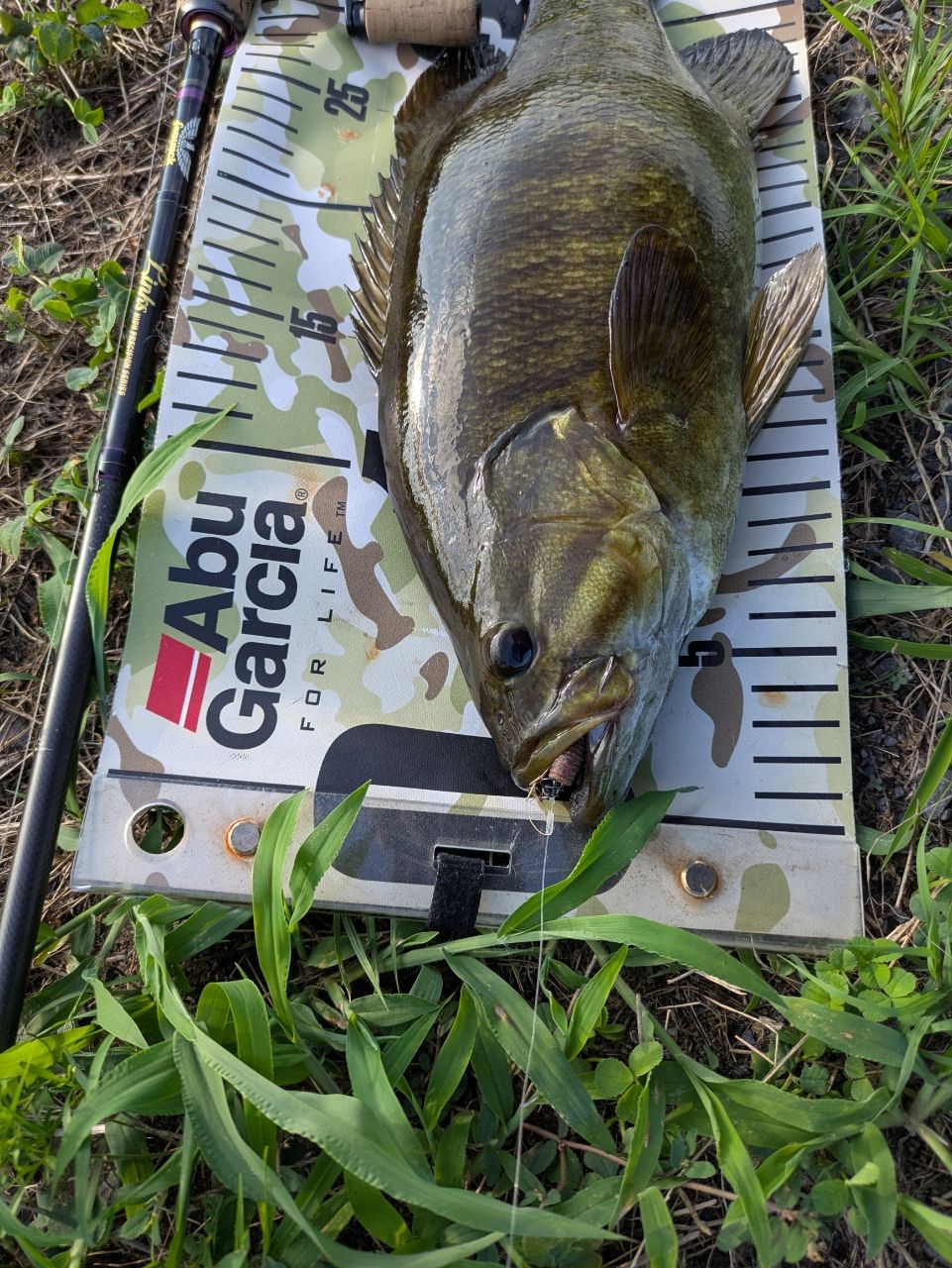 スモールマウスバス