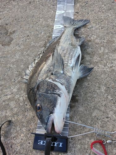 チヌの釣果