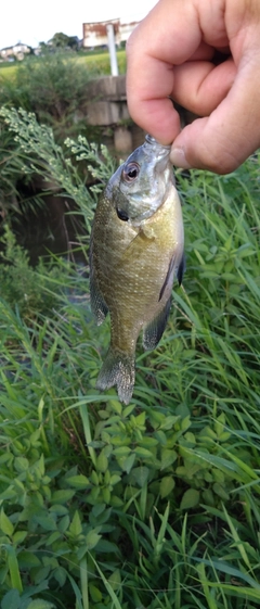 ブルーギルの釣果