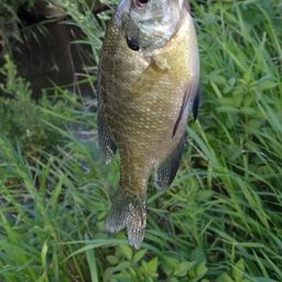 ブルーギル