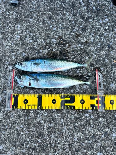 サバの釣果