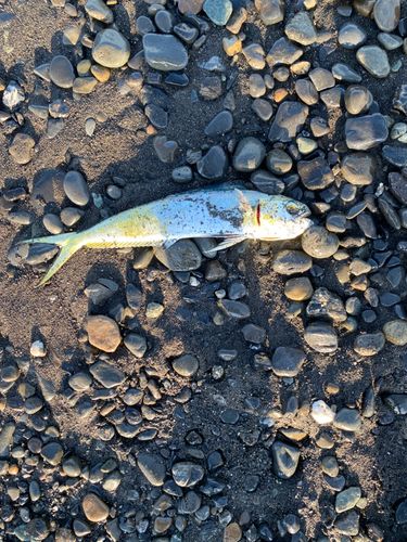 シイラの釣果