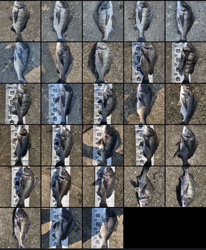 チヌの釣果