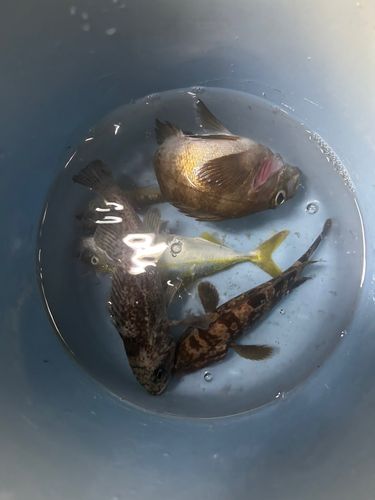 メバルの釣果
